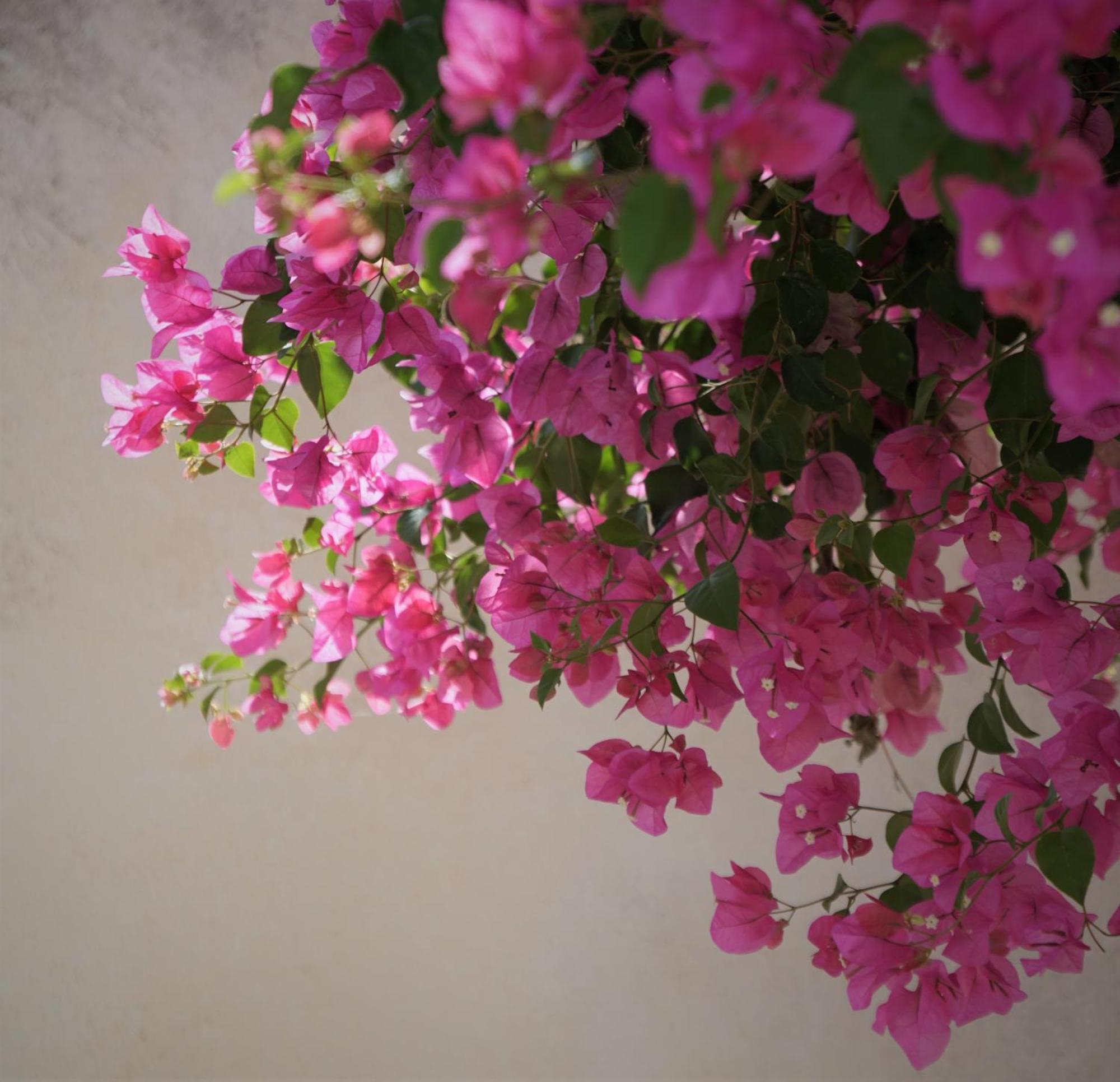Villa Oasis Oia With Caldera View エクステリア 写真